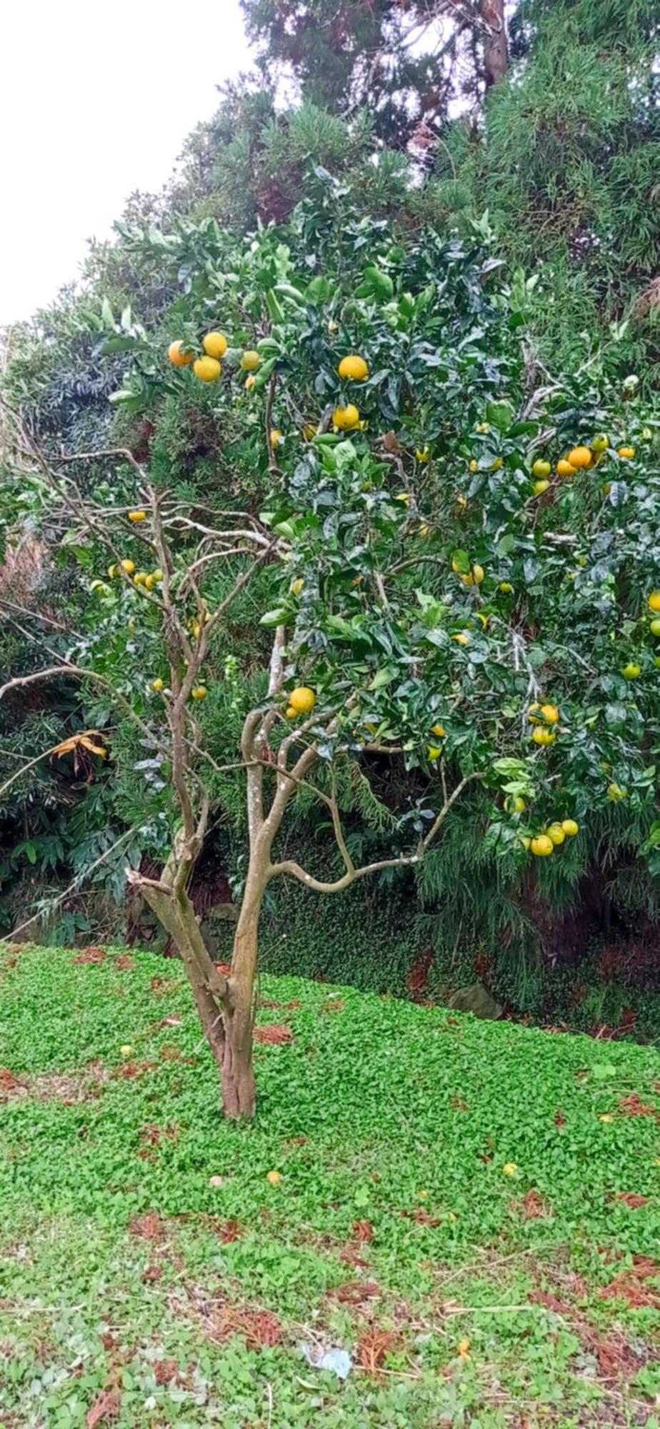 Visconde Nordeste (Azores)